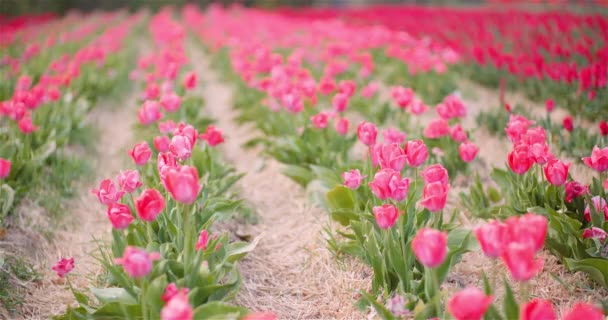 Les tulipes roses fleurissent sur le terrain à la ferme de production de fleurs Pays-Bas — Video