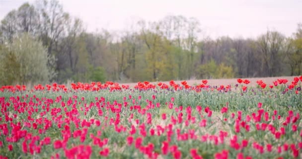 Цветущие тюльпаны на сельскохозяйственном поле — стоковое видео