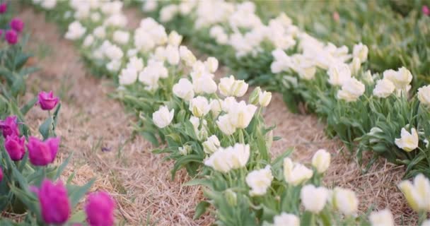 Weiße Tulpen blühen auf einem Feld in den Niederlanden. Frische Tulpen Blumen Plantage — Stockvideo