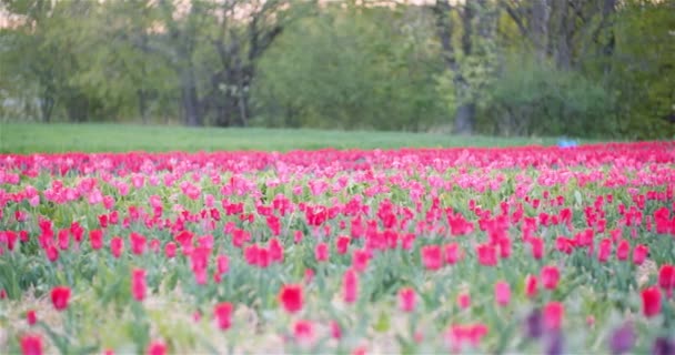 Blühende Tulpen auf dem Acker — Stockvideo
