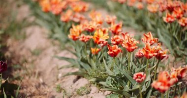 Çiçek tarlasında açan laleler