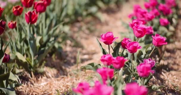 Bloeiende tulpen op bloemen Plantage Farm — Stockvideo
