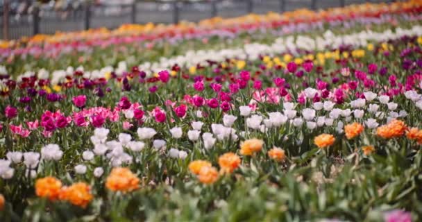 Tulipas florescendo em flores Plantation Farm — Vídeo de Stock