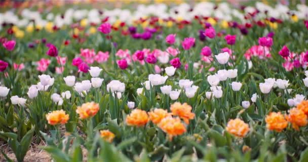Tulipanes florecientes en la granja de plantación de flores — Vídeos de Stock