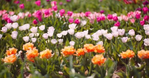 Floraison des tulipes sur les fleurs plantation ferme — Video