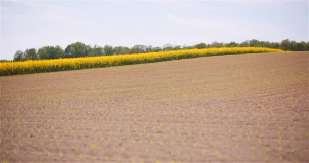 Agricultura - Cultivo de maíz joven en el campo agrícola — Vídeo de stock