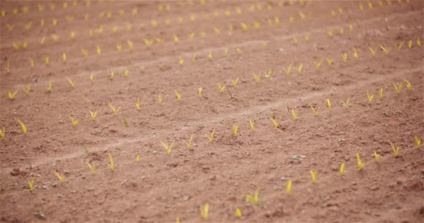 Agricultura - Milho jovem que cresce no campo agrícola — Vídeo de Stock