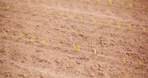 Landbouw - Close-up van jonge maïs op de boerderij — Stockvideo