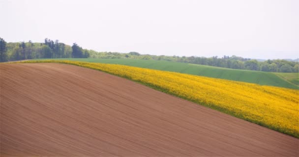 Široký záběr krásné zemědělské kvetoucí krajiny — Stock video