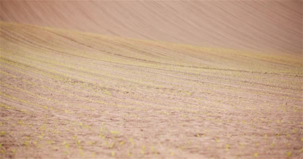 Agricultura - Milho jovem que cresce no campo agrícola — Vídeo de Stock