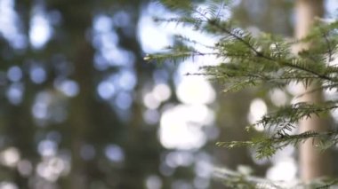 Lüks dekore edilmiş masa düğün resepsiyonu