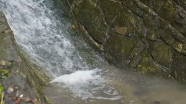 Alyanslar yeşil yosunlarda