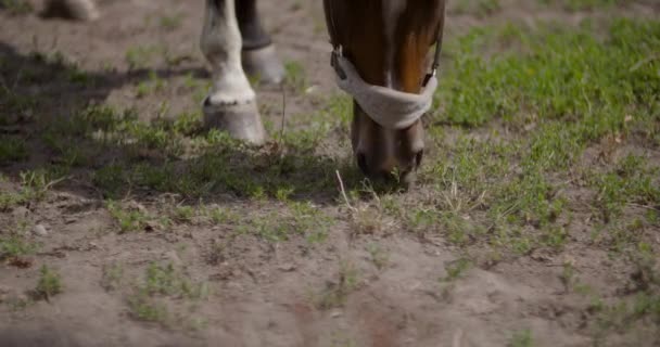 Donna a cavallo in fattoria. Attività ricreative - Donna che cammina con il cavallo — Video Stock