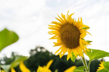 Ayçiçeği tarlası - Ayçiçeği tarlası