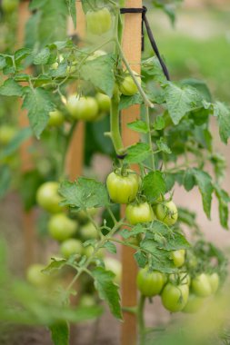 Taze yetişen yeşil kiraz domatesleri.