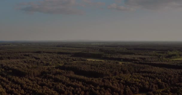 Widok z lotu ptaka na las wczesnym rankiem w lecie — Wideo stockowe