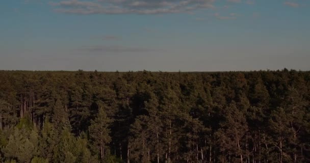 Повітряний вид на ліс раннього ранку влітку — стокове відео