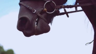 At çiğneme, yakın çekim