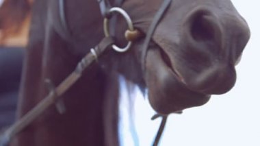 At çiğneme, yakın çekim