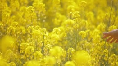 Sevgi dolu adam kucaklayan kadın kolza sahada