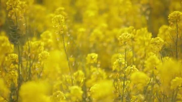 Hombre cariñoso abrazando a mujer en el campo de colza — Vídeos de Stock