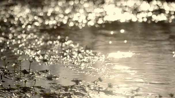 Napsütéses napon a tóparton mozgó víz — Stock videók