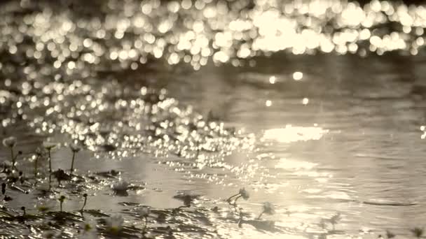 Water bewegen op de oever van het meer tijdens zonnige dag — Stockvideo