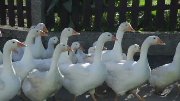 Flock of white geese walking on street — Stock Video
