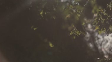 Ormandaki yaprakları ile düşen yükselen güneşin ilk ışınları.