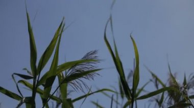 Göl güneşli gün boyunca pastoral görünümü.