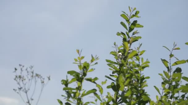 Göl güneşli gün boyunca pastoral görünümü. — Stok video