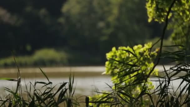 Idylický pohled na jezero během slunečného dne. — Stock video