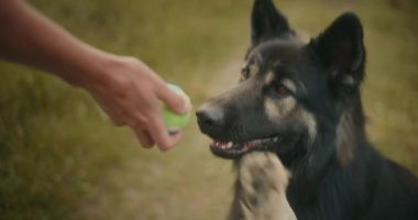 Sahibi tarafından tutulan bir tenis topunu ısıran bir Alman çoban köpeğinin yakın çekimi..