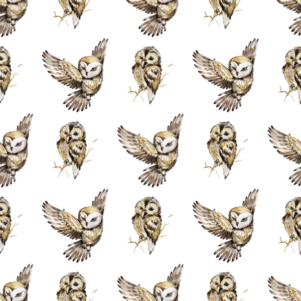 Suluboya baykuşlar ile Seamless Modeli