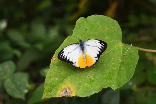 Mariposa Gaviota Naranja Cepora Judith Hoja Con Fondo Verde Marrón —  Fotos de Stock