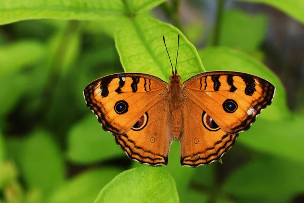 緑を基調とした葉の上の孔雀図 ジュニア アルマナ オレンジ色の昆虫の羽の目に似た模様 — ストック写真