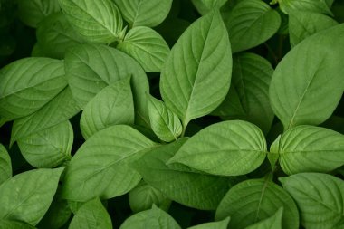 Çin menekşesi veya koromandel veya sürünen yüksük otu (Asystasia gangetica) ağaç bitkisinden yeşil yaprak çalısı