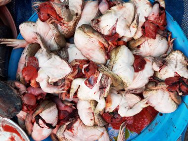 Bir grup kurbağa markette bir tepside bağırsakları deşildi, kurbağa tüketicilere satışta öldü, amfibilerden iyi et