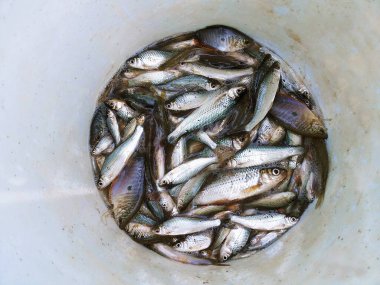 Bir kabın içinde birçok tatlı su balığı, Siyam çamur sazanı veya Henicorhynchus siamensis, Gouramis, Gouramies, Sepat ve TrichopodusTrichopodus