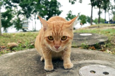 Portakallı tekir kedinin suratı, çok komik.