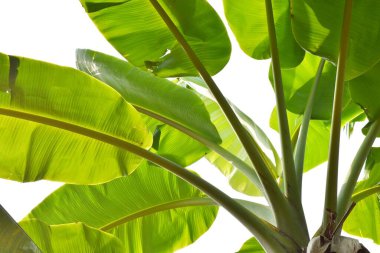 Beyaz arka planda izole edilmiş ağaçta yeşil muz yaprakları.