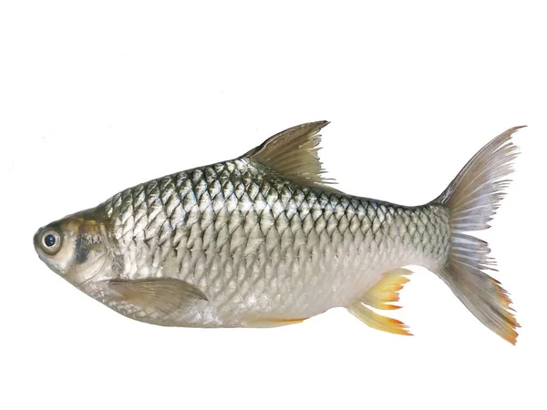 Java Barb或Silver Barb 或Barbonymus Gonionotus Fish White Background Important Aquacultured — 图库照片