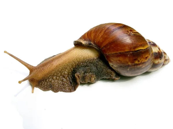 Velký Šnek Bílém Pozadí Gastropoda Plíží — Stock fotografie