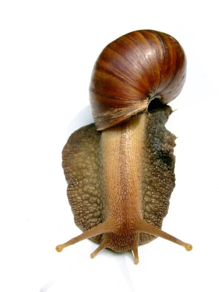 Den Stora Snigel Vit Bakgrund Gastropoda Krypande — Stockfoto