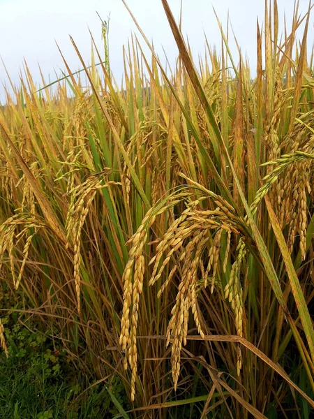 Primer Plano Las Espigas Arroz Con Cáscara Amarilla Campo Nan —  Fotos de Stock