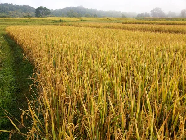 Gelbe Reispflanze Auf Feld Nebel Anbaufläche Winternebel Nan Thailand — Stockfoto