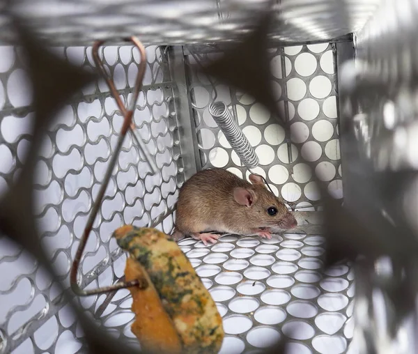 Rat and pumpkin piece in cage mousetrap on white background, Mouse finding a way out of being confined, Trapping and removal of rodents that cause dirt and may be carriers of disease