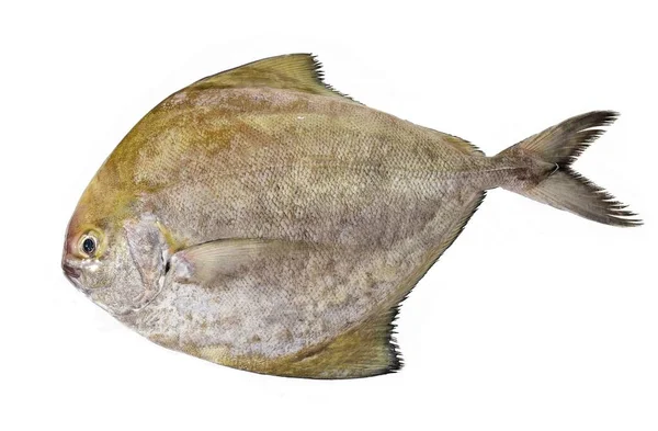 Beyaz Arka Planda Siyah Pomfret Balığı Tayland Tuzlu Balığı Türü — Stok fotoğraf