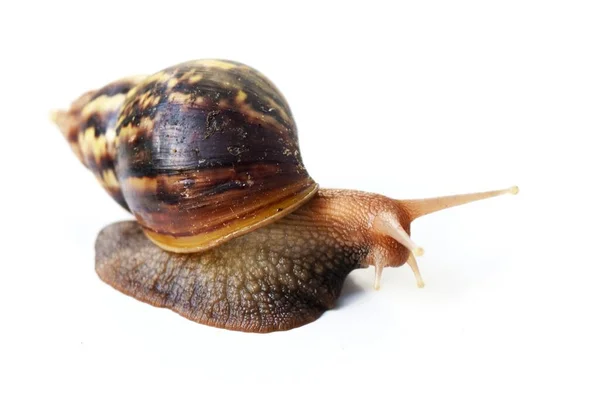 Giant African Land Lissachatina Fulica Šnek Tmavě Hnědou Skořápkou Žlutými — Stock fotografie