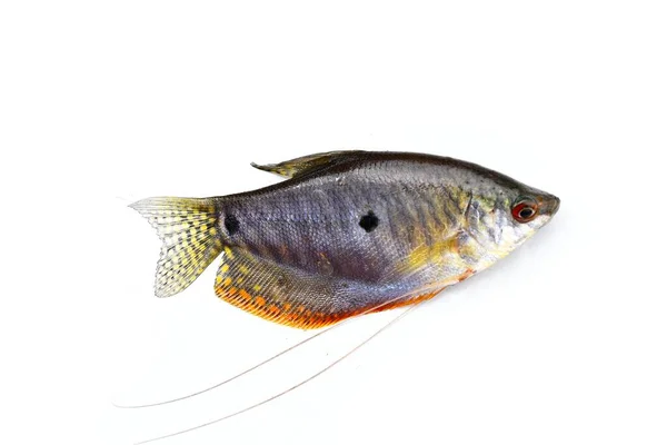 在白色背景上被隔离的Gouram Gouramies或Sepat Ortrichopodus Trichopodus鱼和美味的食物 是泰国重要的水产养殖淡水物种 — 图库照片